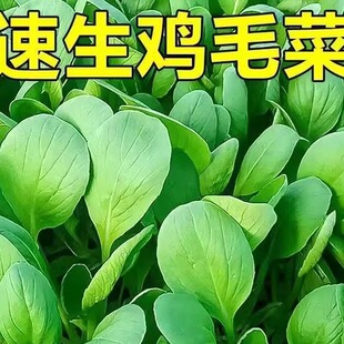 鸡毛菜种子上海青菜种籽大全四季小耐寒耐高温矮脚奶白菜蔬菜种孑