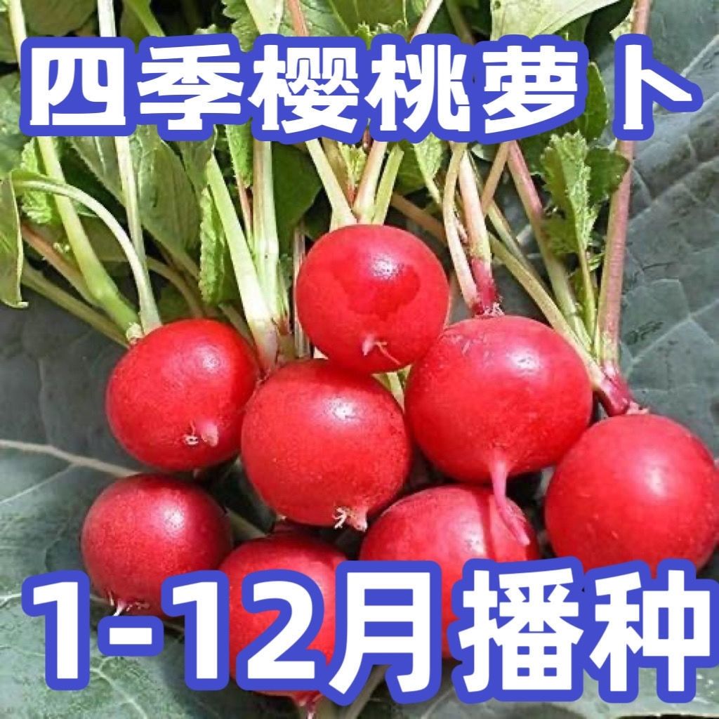 樱桃萝卜种子大全四季播种易活凤梨水果萝卜种籽阳台盆栽蔬菜种孑
