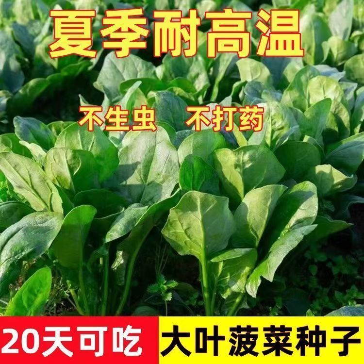 大叶菠菜种子四季蔬菜冬季籽种冬天种籽耐寒菜种盆栽波菜孑菜籽子