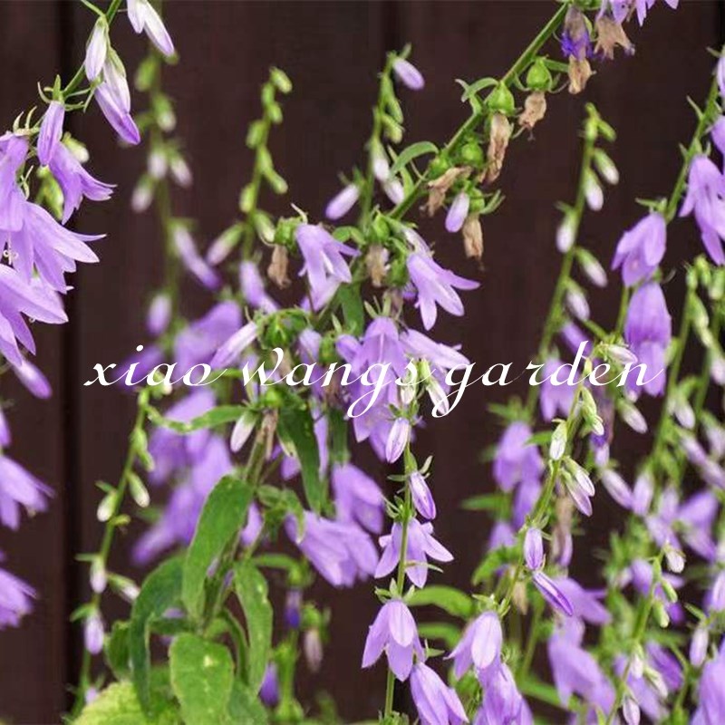小汪的四季植物园轮状风铃草淡紫色切花好养花园庭院耐寒盆栽花苗