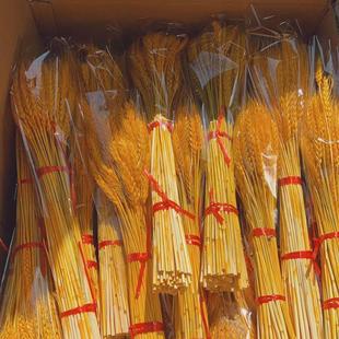 花店花藝用品 開業大麥黃色精品麥穗干花一箱100把一萬支裝