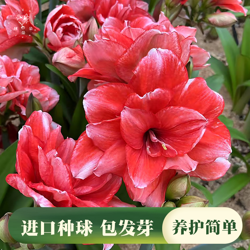 2025进口重瓣朱顶红种球