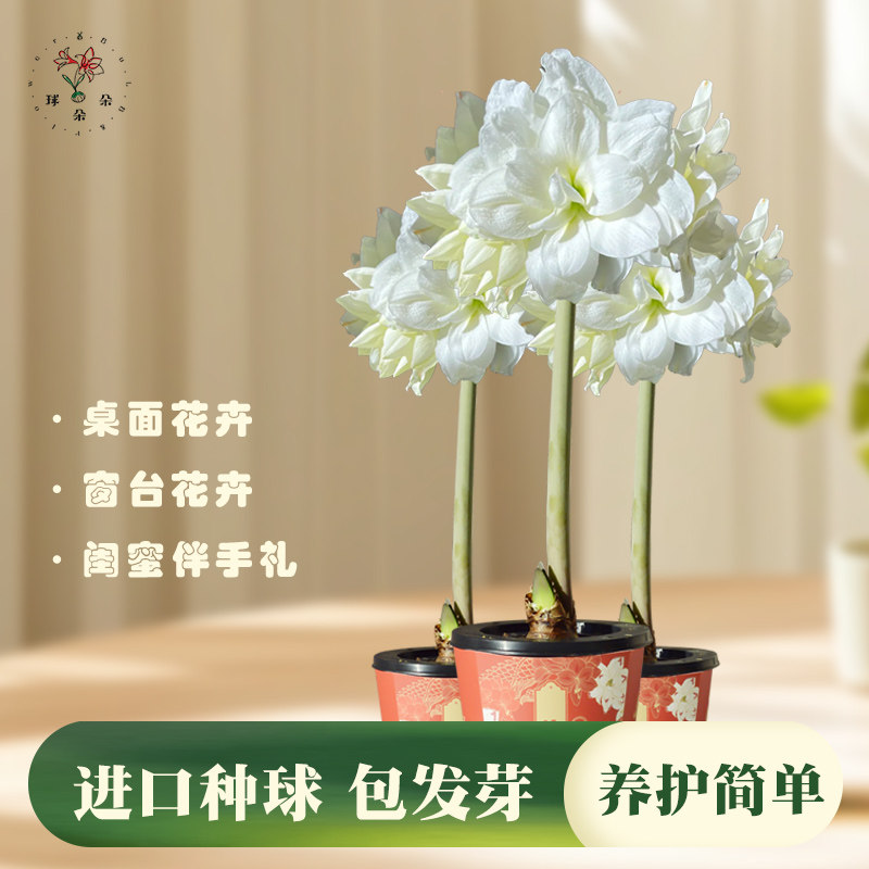 【球朵朵】进口朱顶红盆栽球园艺种植成活易养护已种好,鲜花速递/花卉仿真/绿植园艺,种苗/半成品盆栽,淘宝优惠券,粉丝福利购,淘宝优惠卷