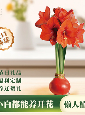 球朵朵元旦节圣诞礼物蜡封朱顶红大球花期长免养护注定红花球送礼