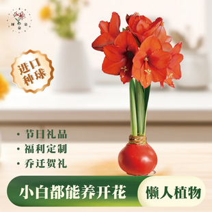 球朵朵元旦节圣诞礼物蜡封朱顶红大球花期长免养护注定红花球送礼