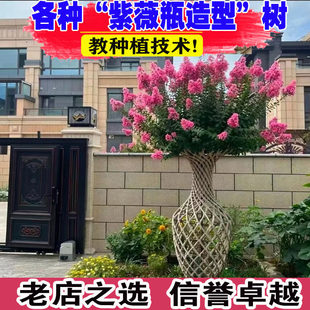 紫薇花瓶造型树苗盆栽地栽红花红火箭名贵庭院花卉绿化别墅风景树