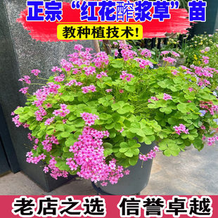 红花炸酱草盆栽耐寒花卉紫色酢浆草苗三叶草幸运草春季开花庭院花