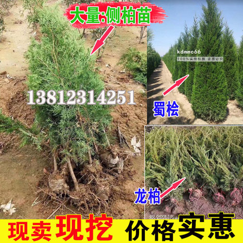 侧柏树苗扁柏四季常绿松塔松树苗松树苗龙柏圆柏塔柏绿化苗木耐寒