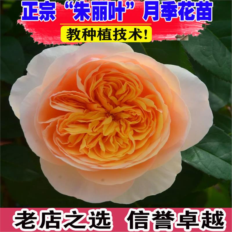 朱丽叶盆栽月季花苗特大花浓香带花苞阳台庭院灌木花卉多季开花
