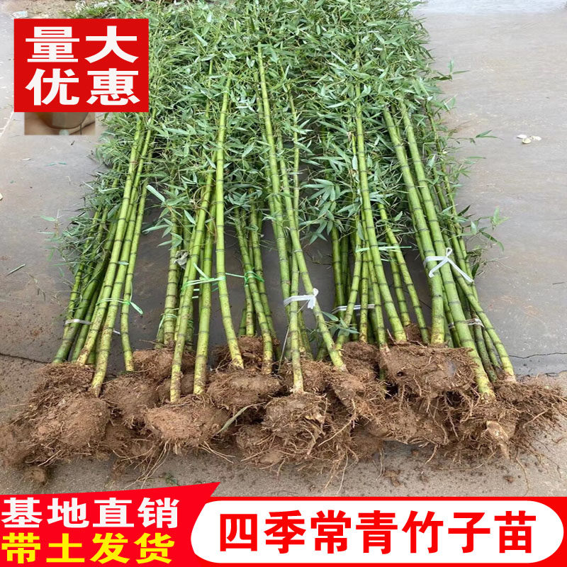 竹子苗庭院植物北方耐寒紫竹苗罗汉竹毛竹盆栽户外风景四季青竹苗
