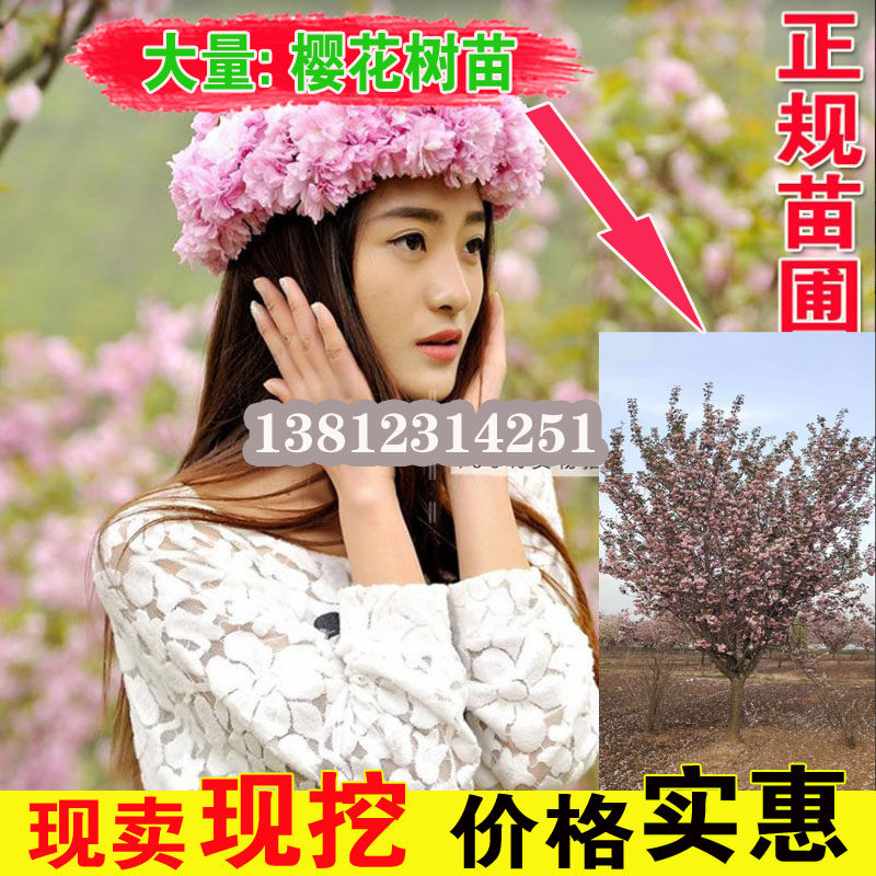 苗树苗日本树苗嫁接早樱晚樱小苗绿化苗当年开花