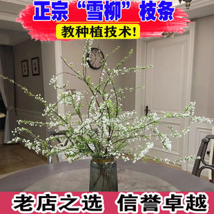 雪柳鲜枝水培干枝支带花苞绿植物室内鲜花水养开花卉龙柳盆栽插花