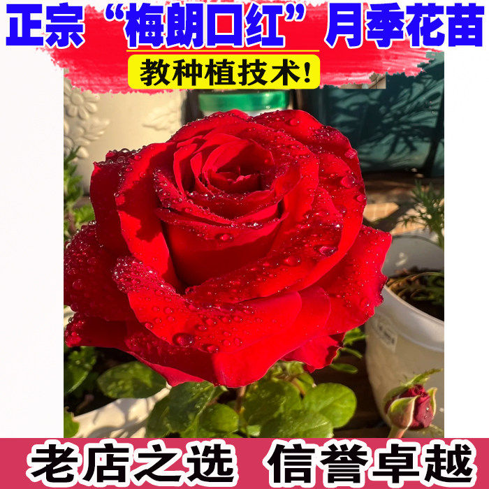 梅朗口红月季花大苗盆栽阳台庭院大红花浓香玫瑰花四季花卉绿植物