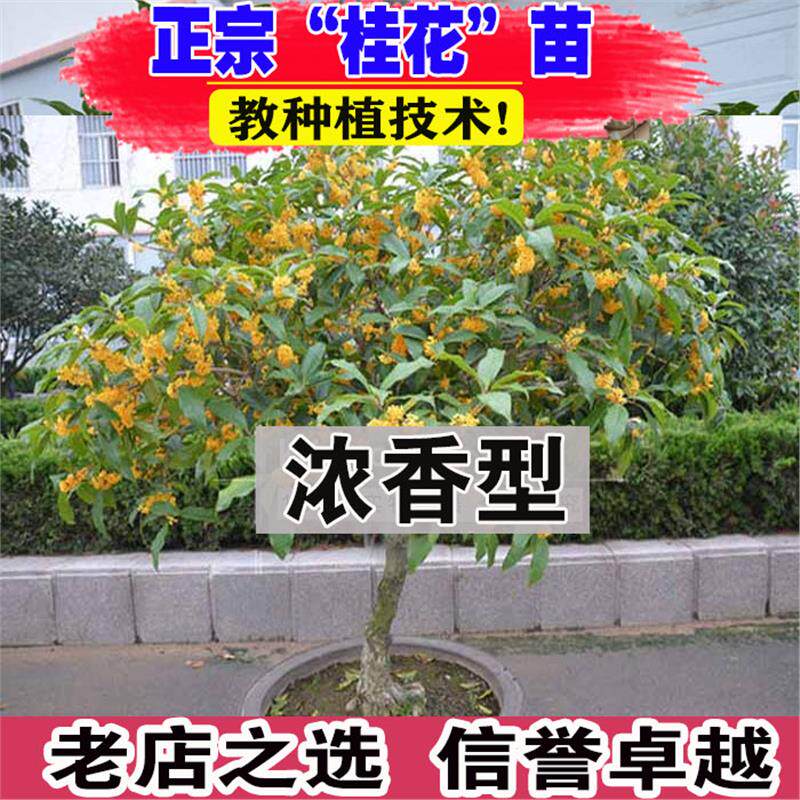 桂花树苗盆栽室内室外浓香阳台庭院植物嫁接金桂丹桂沉香桂八月桂