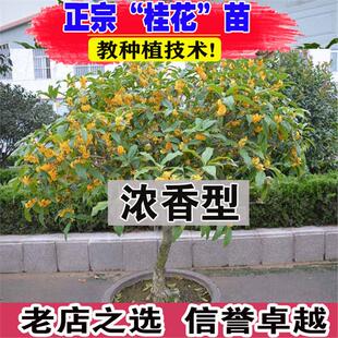 桂花树苗盆栽室内室外浓香阳台庭院植物嫁接金桂丹桂沉香桂八月桂