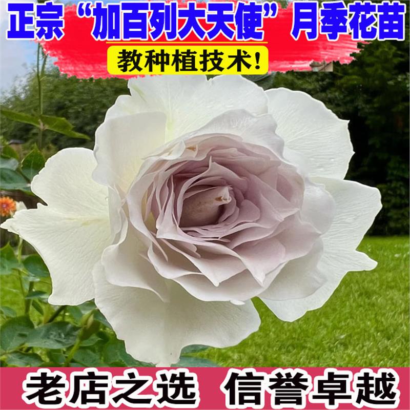 日月加百列大天使月季花苗多花浓香花卉丰花灌木玫瑰阳台庭院栽培