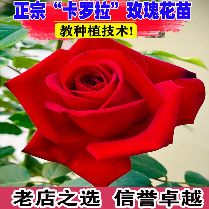 卡罗拉红色玫瑰月季花苗大花浓香月季/蔷薇/玫瑰