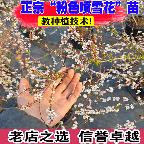 粉色喷雪花盆栽雪柳阳台庭院花卉耐寒耐热室内外植物开花多好养活