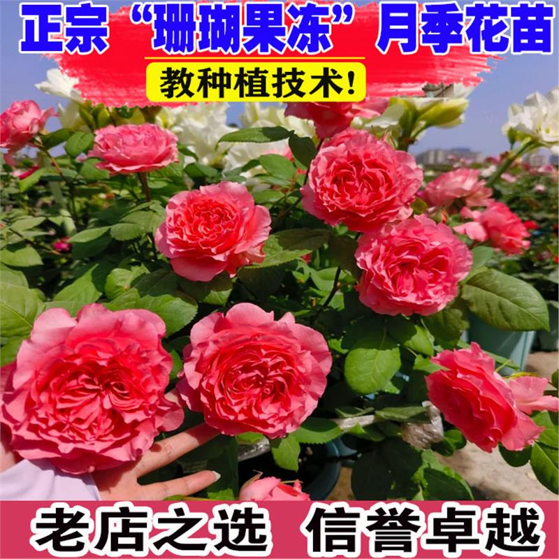 珊瑚果冻月季勤花欧月抗病波浪裙边花卉多季开花灌木花苗香味浓郁