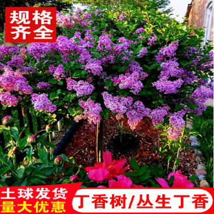 丁香花树苗丛生紫丁香花小苗四季盆栽地栽耐寒庭院植物南北方种植