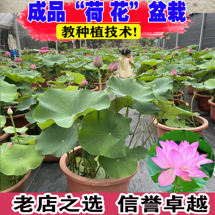 大型观赏荷花盆栽水养带花苞成品苗庭院池塘莲花盆栽水养水培绿植