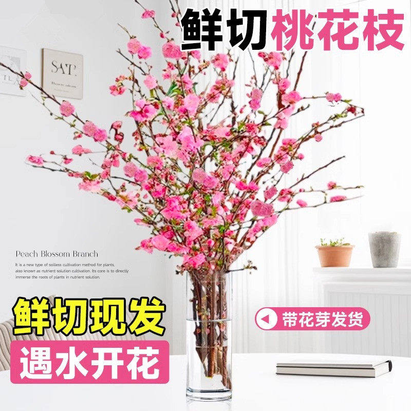 桃花枝条鲜花遇水开花插水培植物鲜切花卉盆栽树腊梅室内好养客厅