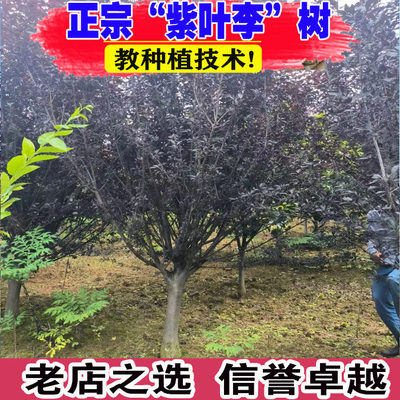 紫叶李树绿化苗木工程苗庭院别墅观赏苗木红叶李行道树大型风景树