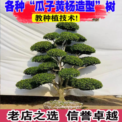 黄杨造型树罗汉松黑松小叶女贞老桩盆景庭院别墅小区绿化造型树苗
