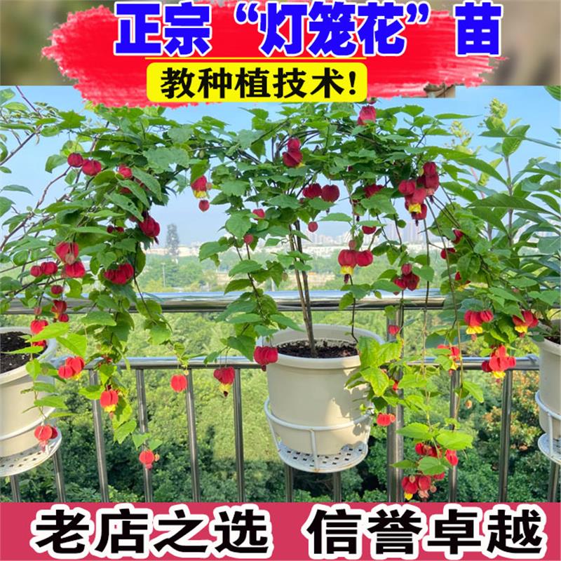 灯笼花苗盆栽带花苞倒挂金钟阳台庭院四季开花爬藤本植物风铃花卉图片