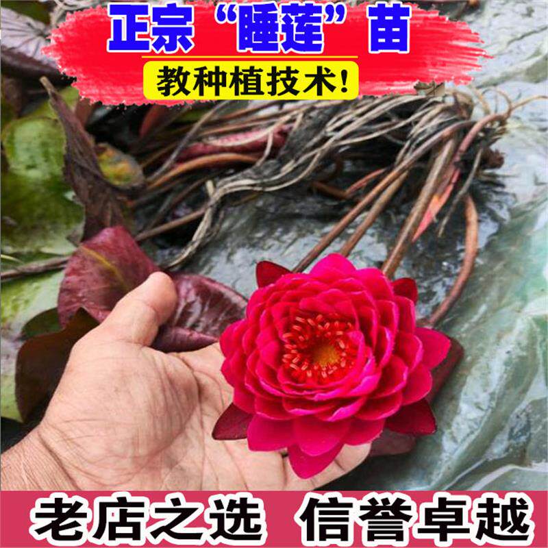 池塘水池大睡莲根块水培植物带花苞发货莲花花卉荷花睡莲花根茎