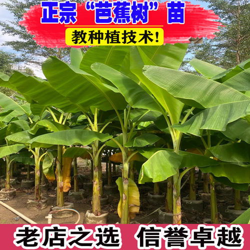 庭院大型绿植花卉芭蕉苗 北方耐寒观赏日本芭蕉树苗室内大叶植物
