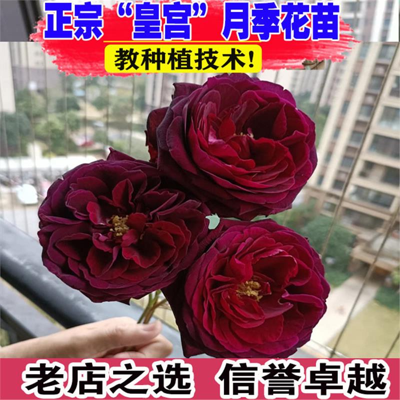 日本品种月季苗大花浓香皇宫紫黑的包子玫瑰花苗四季开水果香味