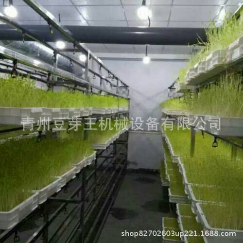 全自动水培牧草发芽机 提供技术水培饲料 跨境一机多用芽苗机械