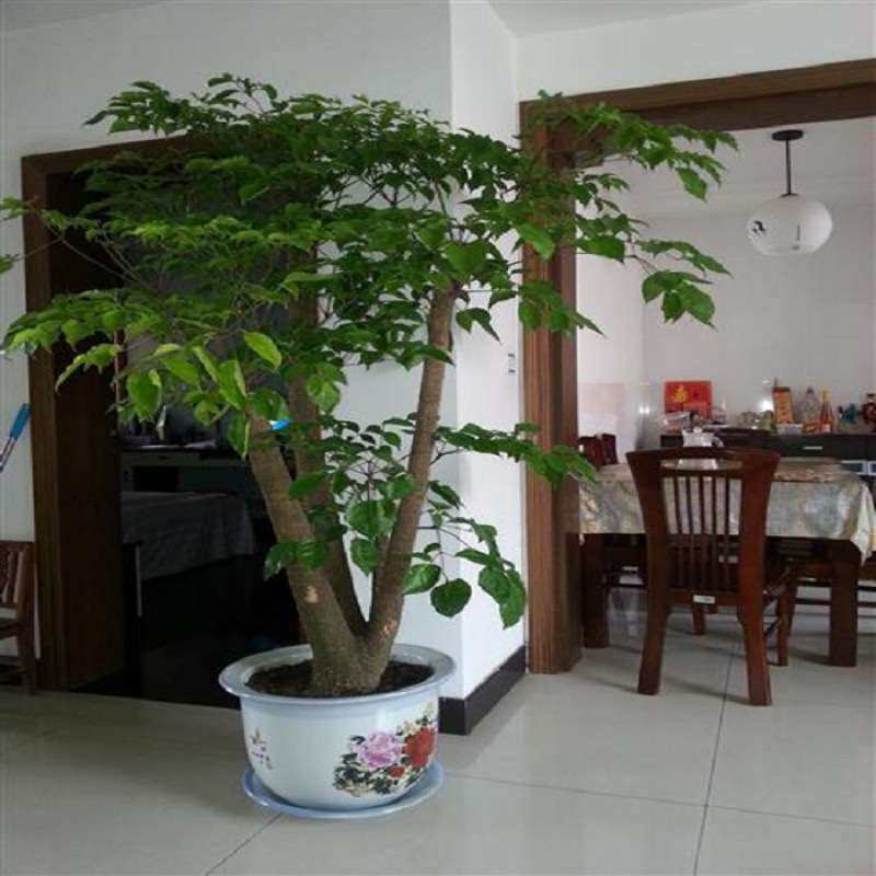 幸福树大盆栽植物室内客厅树桩平安发财大型盆景花卉绿植开业送礼