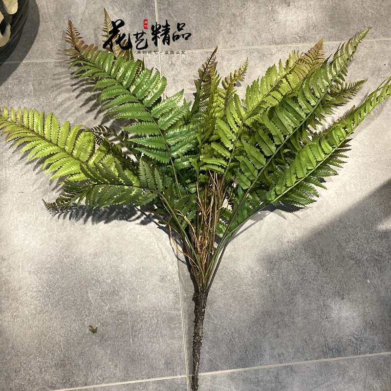 蕨类植物地被波斯草羊齿蕨肾蕨排草波斯顿草摆放花艺蕨单只/束芒