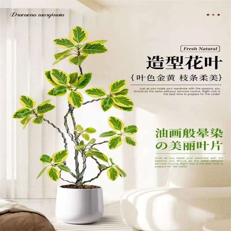 黄金榕轻奢花叶富贵榕树绿植物客厅办公室内造型盆景大型盆栽落地