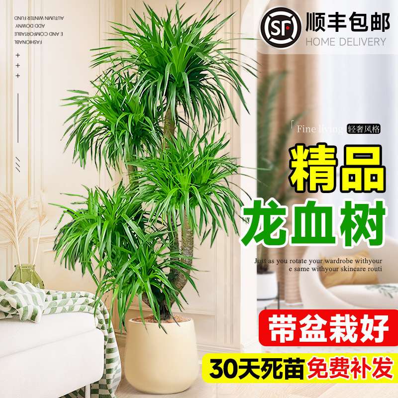 龙血树客厅绿植多头龙须树室内盆栽大型旺宅树落地式大号真花盆景