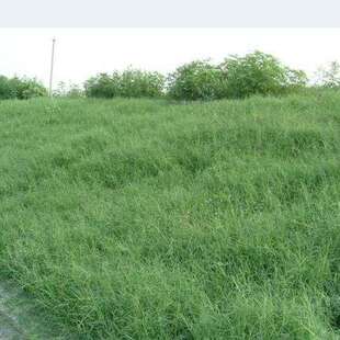 耐旱耐热铁线草草种籽子四季马尼拉易播种巴根草草籽草天堂草四季