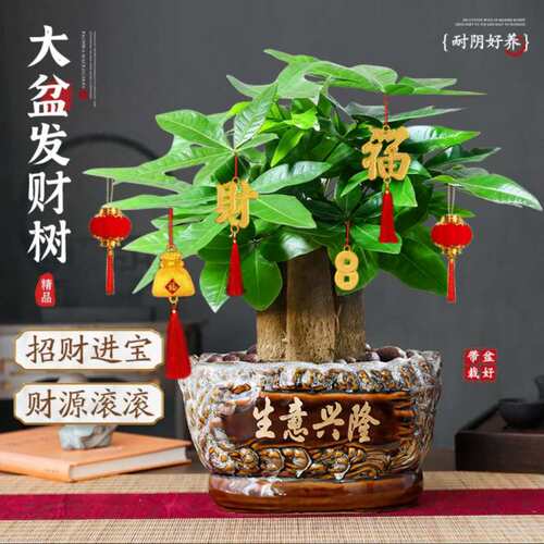 精品三杆发财树盆栽绿植室内办公室招财纳福好养植物四季常青摆件