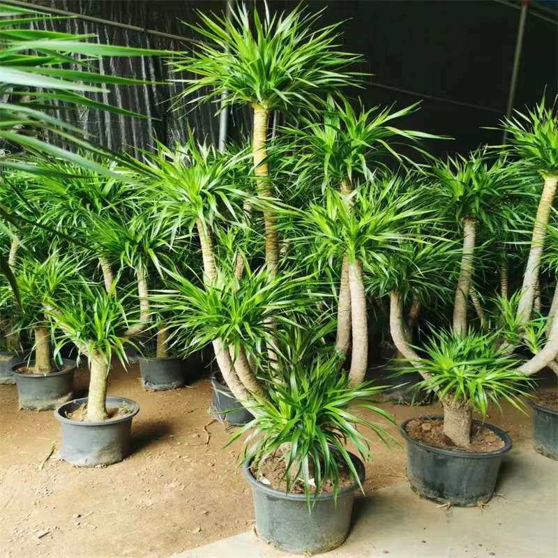 龙须树大型绿植多头龙血树龙铁树发财树室内客厅盆栽花卉植物盆景