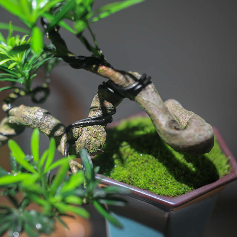 罗汉松盆景悬崖老桩造型真盆景阳台植物桌面室内摆件客厅旺宅绿植