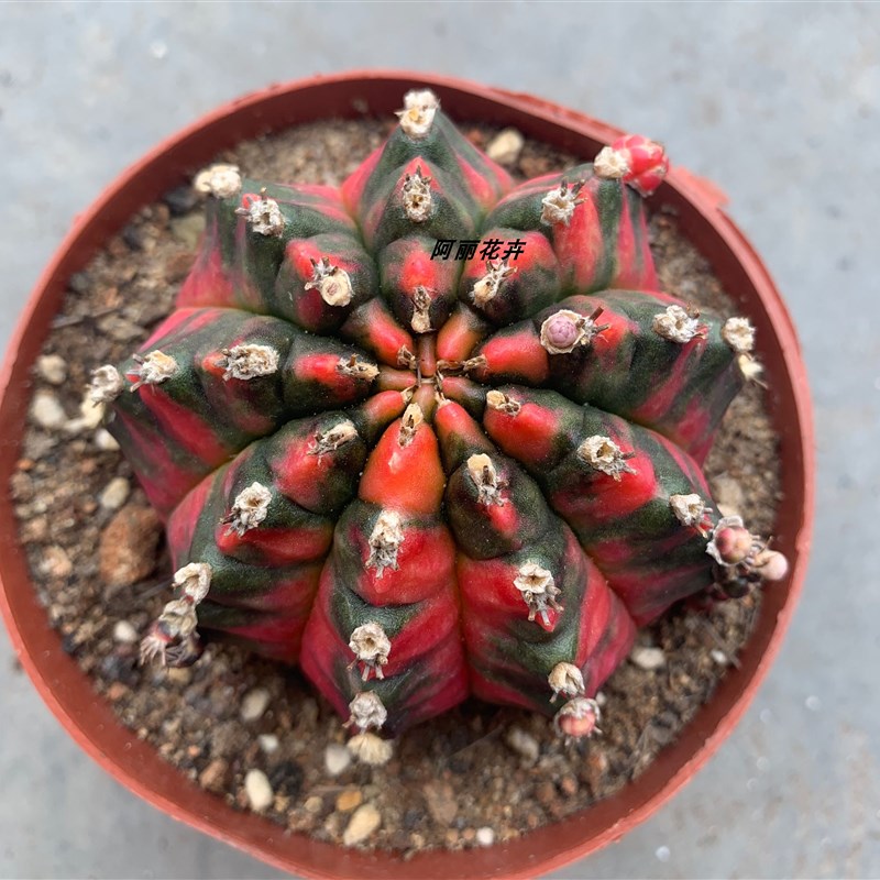 超大稀有五彩光辉牡丹p锦仙人球室内阳台防辐射含盆带土栽好包邮