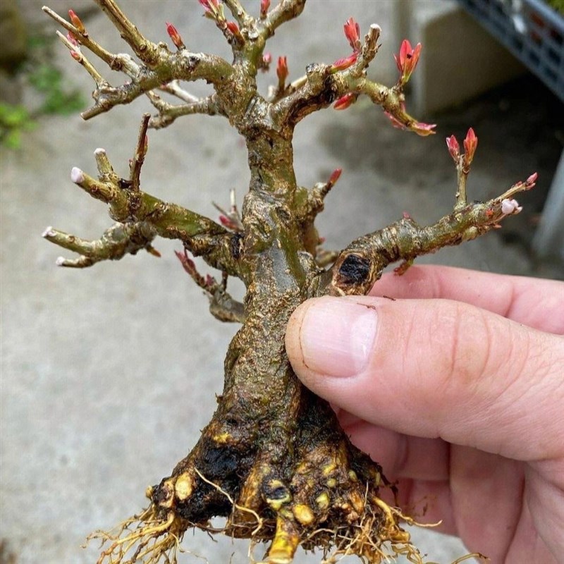 石榴盆景老桩名贵牡丹石s榴矮霸微型桌摆茶桌阳台百搭小盆景素材