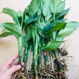 万年青盆栽植物四季常青客厅室内好养大型家养花卉绿植落地好养活