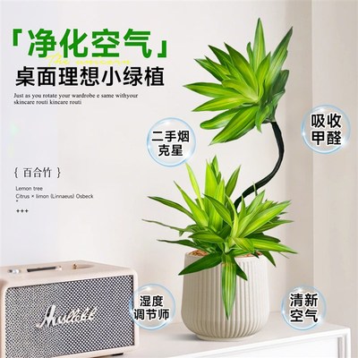 精品造型百合竹名贵老桩客厅绿植室内小绿植盆栽百合树竹懒人植物