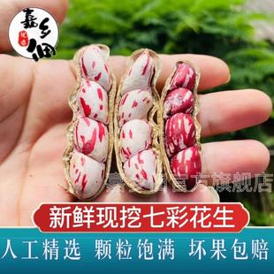 【新鲜不带泥】云南七彩花生新鲜湿花生现挖五彩生花生带壳花生