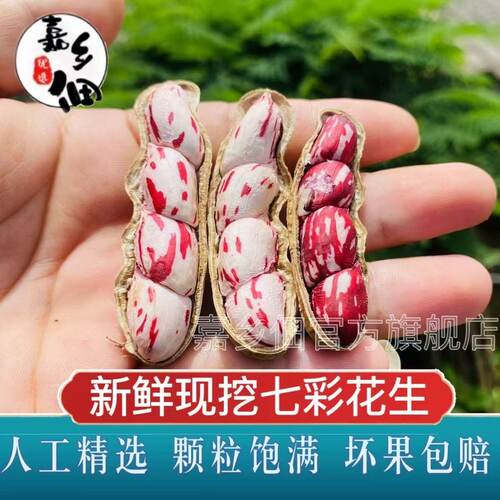 不带泥云南七彩花生奶油花生现挖