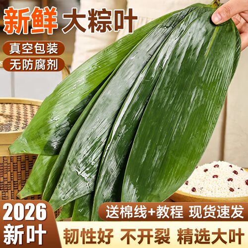 粽叶新鲜粽子叶大号粽子叶干粽叶