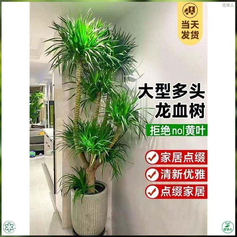 龙血树绿植多头龙须树龙铁树植物绿萝带盆除甲醛绿箩吸甲醛盆栽