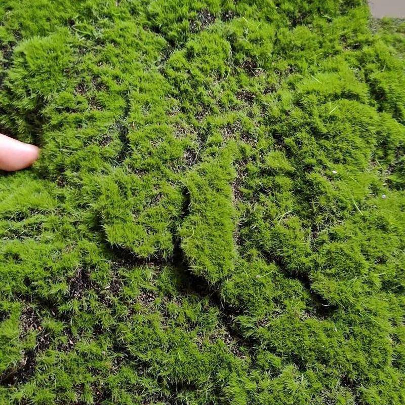 植毛石皮 仿真青苔草坪 青苔石 盆景 植物苔藓 仿真植物墙景草坪